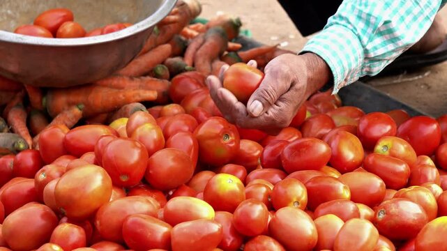 Indian man select tomatoes in vegetable market. Indian farmer's market in india.