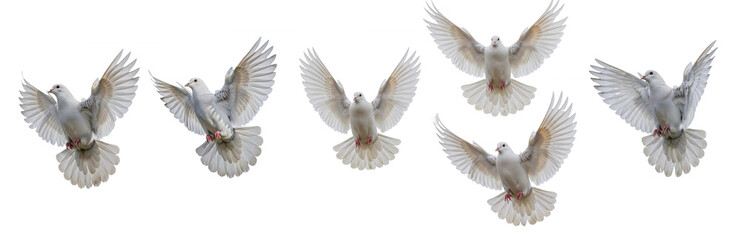 Set Of White Flying Dove in various poses isolated on transparent background ,PNG
