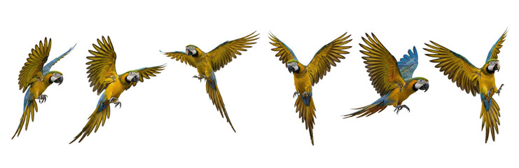 Set Of Blue-and-yellow Macaw in various poses isolated on transparent background, Flying Macaw PNG