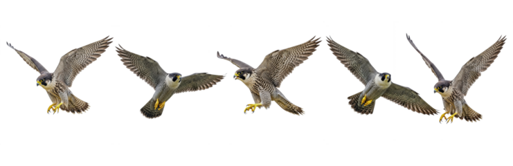 Set Of  Peregrine Falcon In various poses isolated on transparent background, PNG , Falcon, 