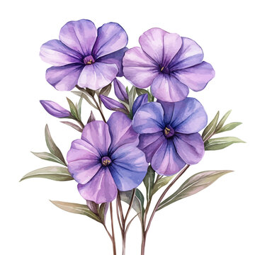 watercolor of Phlox Flower illustration, isolated on a white background.