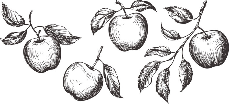 Black and white ink of apples with stems and leaves