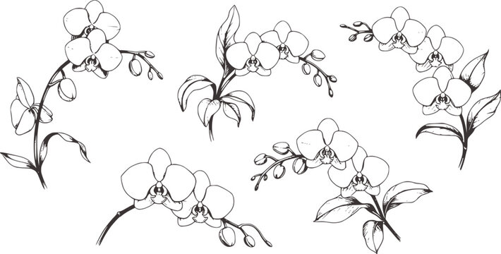 Detailed black and white botanical orchid flower collection