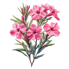 watercolor of Oleander Flower, vector clipart, isolated on a white background.