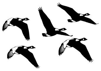 Fototapeta premium A set of six silhouettes of geese flying in a row against a plain , bird, black, collection, crane, duck, flight, flock, fly, goose, illustration, profile, against transparent background