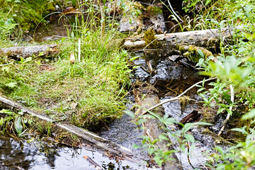 A small creek winds through moss-covered logs, grasses, and dense foliage along Robe Canyon Trail in Washington, creating a wet, lush woodland scene.