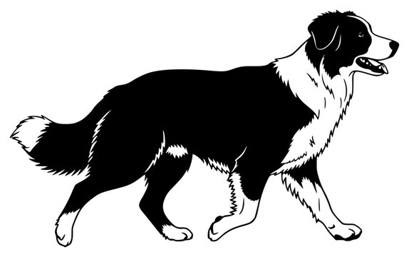 A black and white silhouette of a dog standing, facing forward, Border collie, black, dog, illustration, image, profile, stand, walk, white, against transparent background