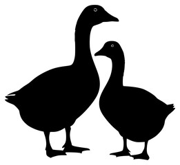 Two black silhouettes of two ducks standing side by side on a , black, couple, duck, goose, profile, stand, against transparent background