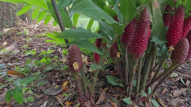 Humid Flora. Shampoo Ginger or Bitter Ginger in its Habitat