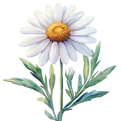 Leucanthemum Flower, refined watercolor illustration with luminous tones and soft layered brushwork, isolated on a white background.