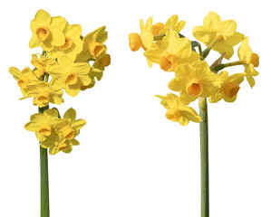 Narcisse multi-fleurs	