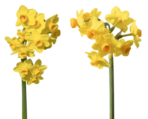 Narcisse multi-fleurs	