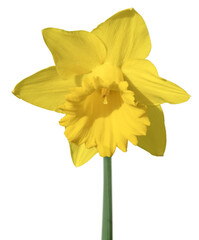 Narcisses sur fond blanc