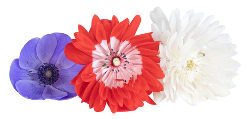 Diff&eacute;rentes fleurs d'an&eacute;mone	