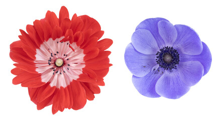 Diff&eacute;rentes fleurs d'an&eacute;mone	