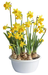 Narcisses sur fond blanc	