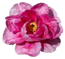 Fleur de pivoine arbustive rouge