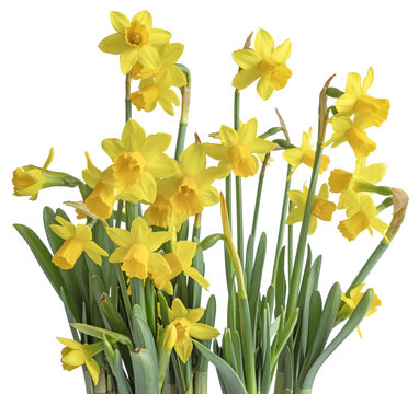 Narcisses sur fond blanc	