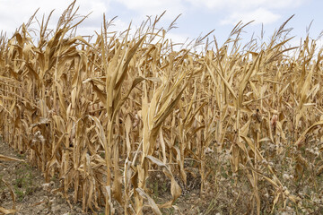 Champ de maïs desséché suite à la canicule	