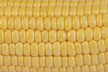 Gros plan de grains de maïs 