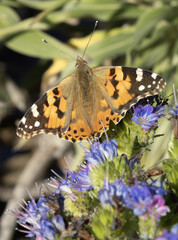Papillon Vanessa cardui posé sur une fleur d'Echium candicans