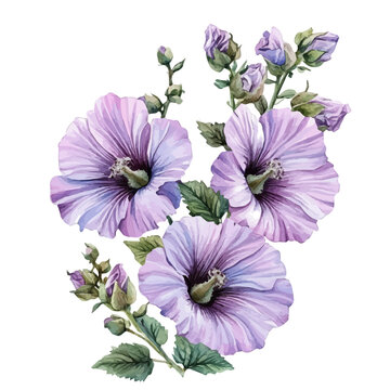 watercolor of Lavatera Flower, vector clipart, isolated on a white background.