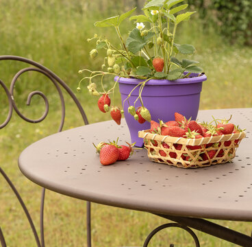 Pot de fraisier pos&eacute; sur une table au jardin