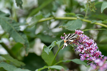 Jersey Tiger Moth (Euplagia quadripunctaria) perched on summer lilac in Zurich, Switzerland © Janine