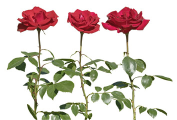 Alignement de roses rouges	