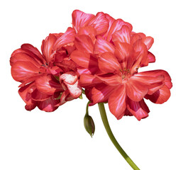 G&eacute;ranium lierre double	