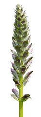 Acanthus mollis	
