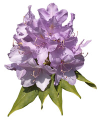 Fleurs de rhododendron violet