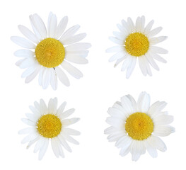 Anthemis blanche	