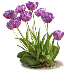 Tulipes mauves