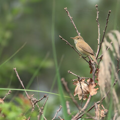 Petit oiseau brun (fauvette ou rousserolle) chantant perché sur une branche fine.