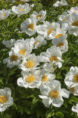 Pivoine herbac&eacute;e blanche	