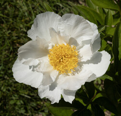 Pivoine herbac&eacute;e blanche	