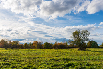 Fototapeta premium A wide open meadow glows with early autumn colors beneath a bright blue sky filled with layered clouds. The scene evokes freedom, calm nature, and seasonal beauty in an expansive rural landscape.