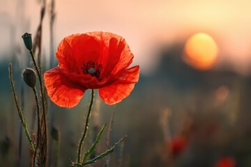 Obraz premium Serene Landscape: Radiant Sunset Over a Verdant Meadow Adorned with Vibrant Red Poppy Flowers