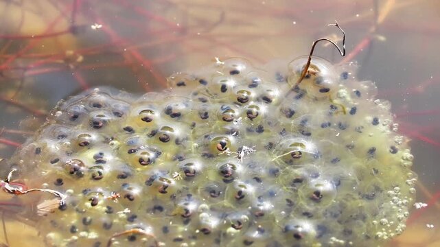 Rubans d&rsquo;&oelig;ufs de crapaud commun (Bufo bufo) en milieu aquatique, reproduction des amphibiens et observation naturaliste des pontes