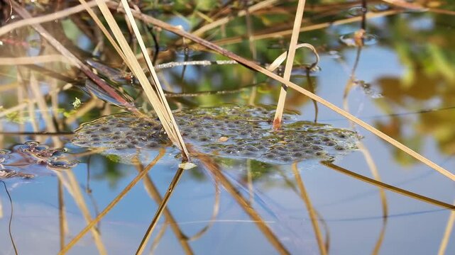 Rubans d&rsquo;&oelig;ufs de crapaud commun (Bufo bufo) en milieu aquatique, reproduction des amphibiens et observation naturaliste des pontes