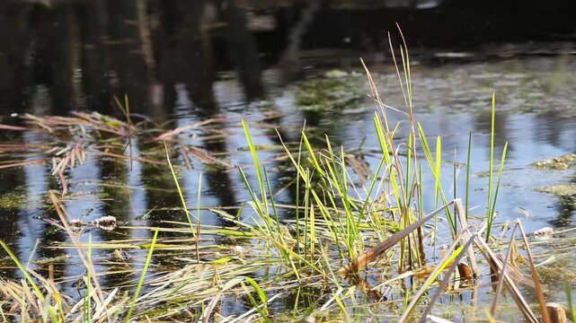 Herbiers aquatiques et v&eacute;g&eacute;tation &eacute;merg&eacute;e dans une mare foresti&egrave;re, reflets sur l&rsquo;eau et ambiance naturelle humide