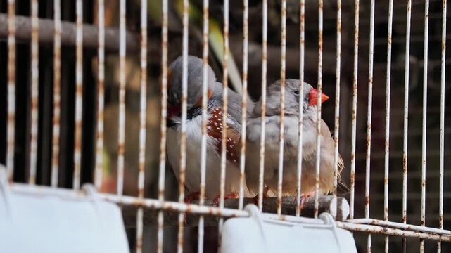 Deux diamants mandarins (Taeniopygia guttata) en cage, oiseaux exotiques observ&eacute;s derri&egrave;re les barreaux, sc&egrave;ne de captivit&eacute; et comportement aviaire