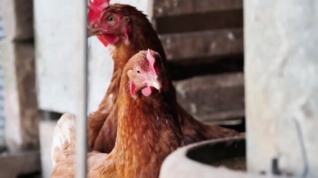 Deux poules domestiques (Gallus gallus domesticus) dans un poulailler, portrait rapproch&eacute; et observation du comportement aviaire en &eacute;levage