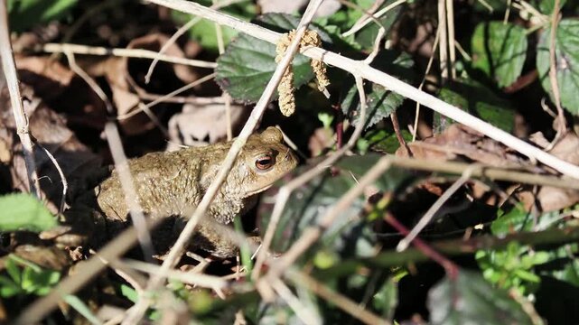 Crapaud commun (Bufo bufo) camoufl&eacute; dans la v&eacute;g&eacute;tation au sol, amphibien europ&eacute;en en milieu naturel, observation naturaliste