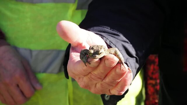 Crapaud commun (Bufo bufo) en gros plan dans une main humaine, observation naturaliste et manipulation lors d&rsquo;une action de sauvegarde