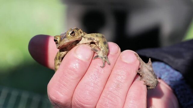 Crapaud commun (Bufo bufo) en gros plan dans une main humaine, observation naturaliste et manipulation lors d&rsquo;une action de sauvegarde