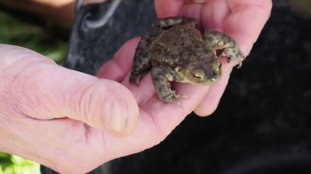 Crapaud commun (Bufo bufo) en gros plan dans une main humaine, observation naturaliste et manipulation lors d&rsquo;une action de sauvegarde