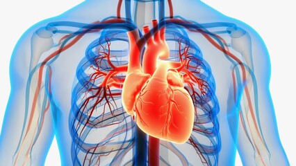 Anatomical digital rendering of human circulatory system with realistic red heart and blood vessels, cardiology, health research, medical study, anatomy education, diagnostics, and modern healthcare.