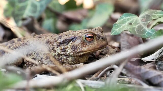 Crapaud commun (Bufo bufo) camoufl&eacute; dans la v&eacute;g&eacute;tation au sol, amphibien europ&eacute;en en milieu naturel, observation naturaliste